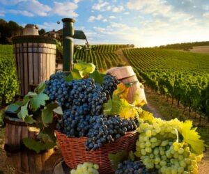 Champagner Tradition und Lifestyle
