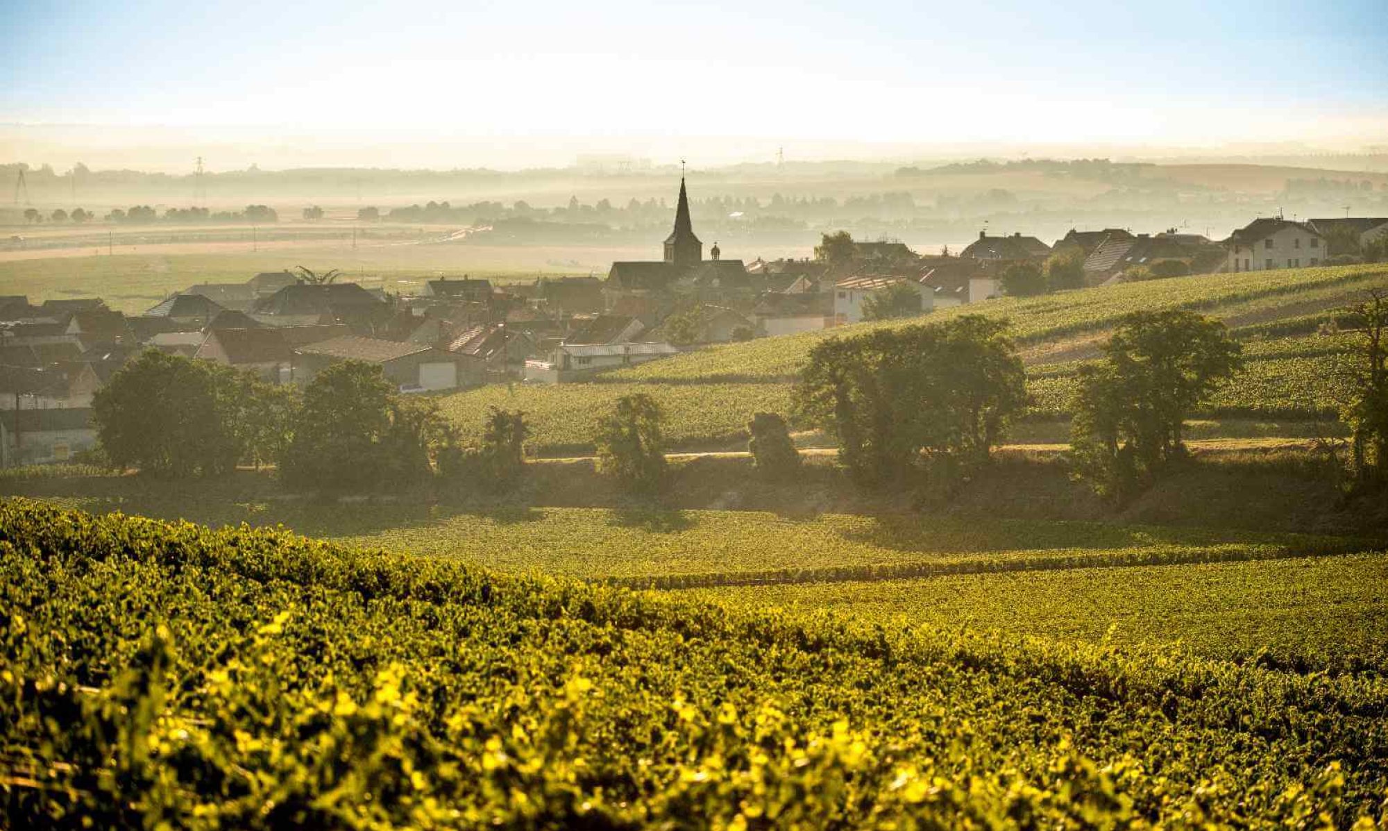 Weinberg in der Region Côte des Blancs. Champagne, Tradition, Lifestyle